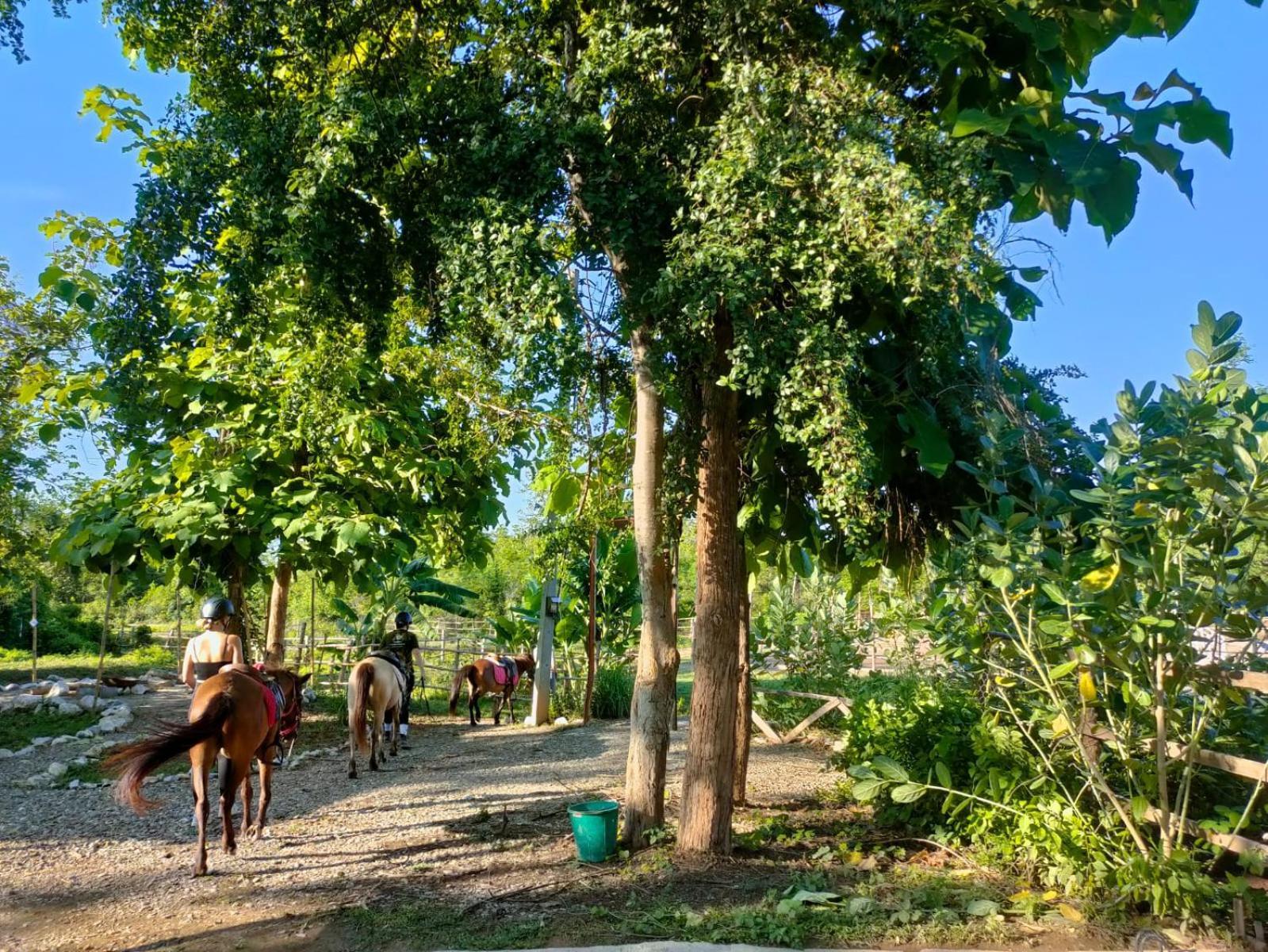 Namkhan Horses Stables Luang Prabang Exterior foto